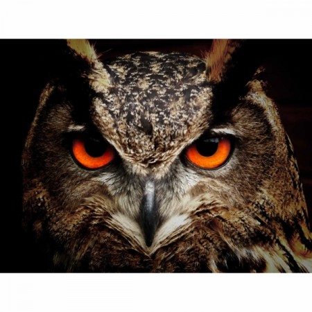 Diamond Painting DE7071 Ugle /owl 38x27cm